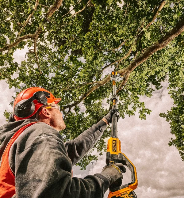 Ekstra utsnitt av DCMPS567 Grensag 18V XR Teleskopisk 3m (produktet) i brukssituasjon